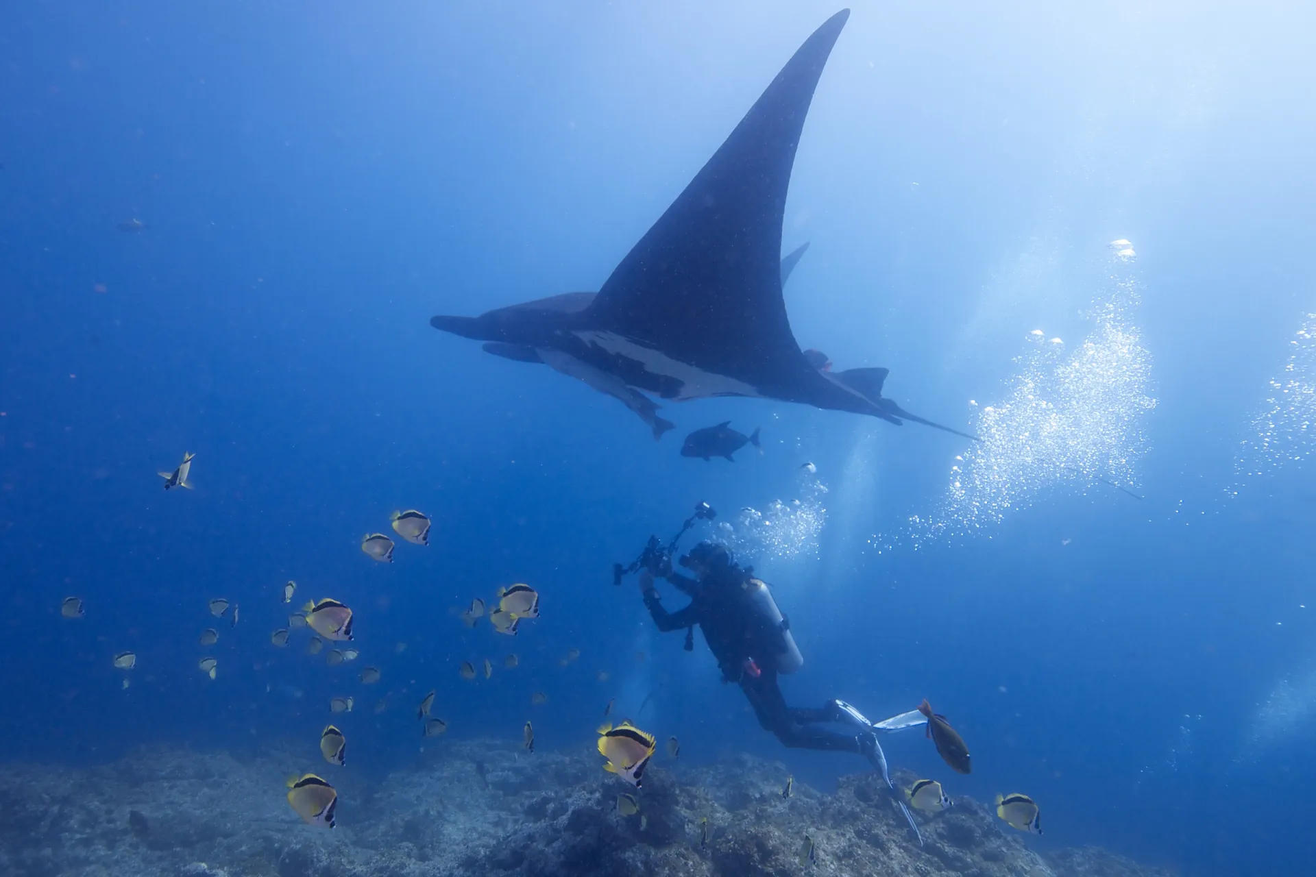 Scuba diver swimming with a giant manta ray